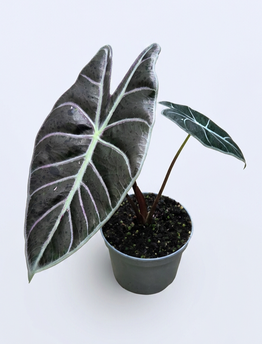 Alocasia watsoniana 'Red Vein'