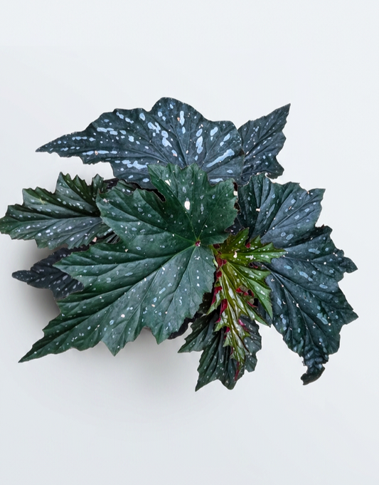 Begonia Sophie Cecile