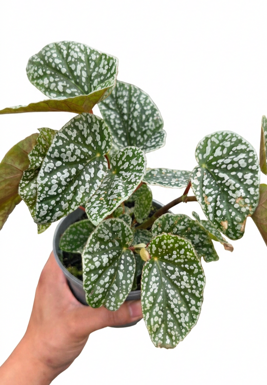 Begonia Snow Capped