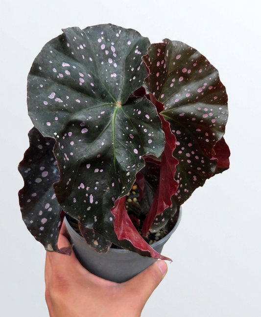 Begonia Palmata D Don