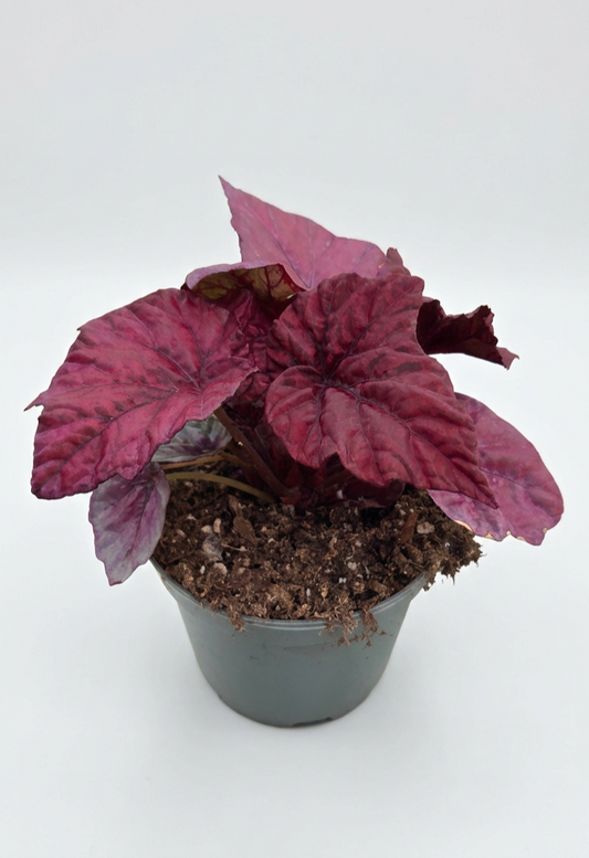 Begonia Irca Flame