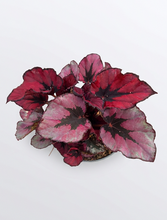 Begonia Indian Summer