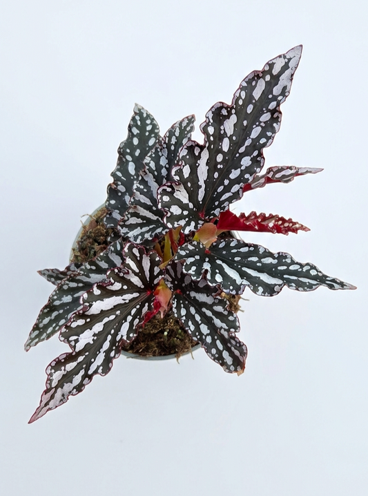 Begonia Spotlight Dark