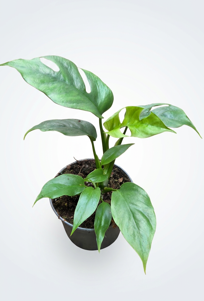 Rhaphidophora Tetrasperma