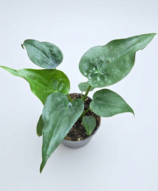 Alocasia Cucullata