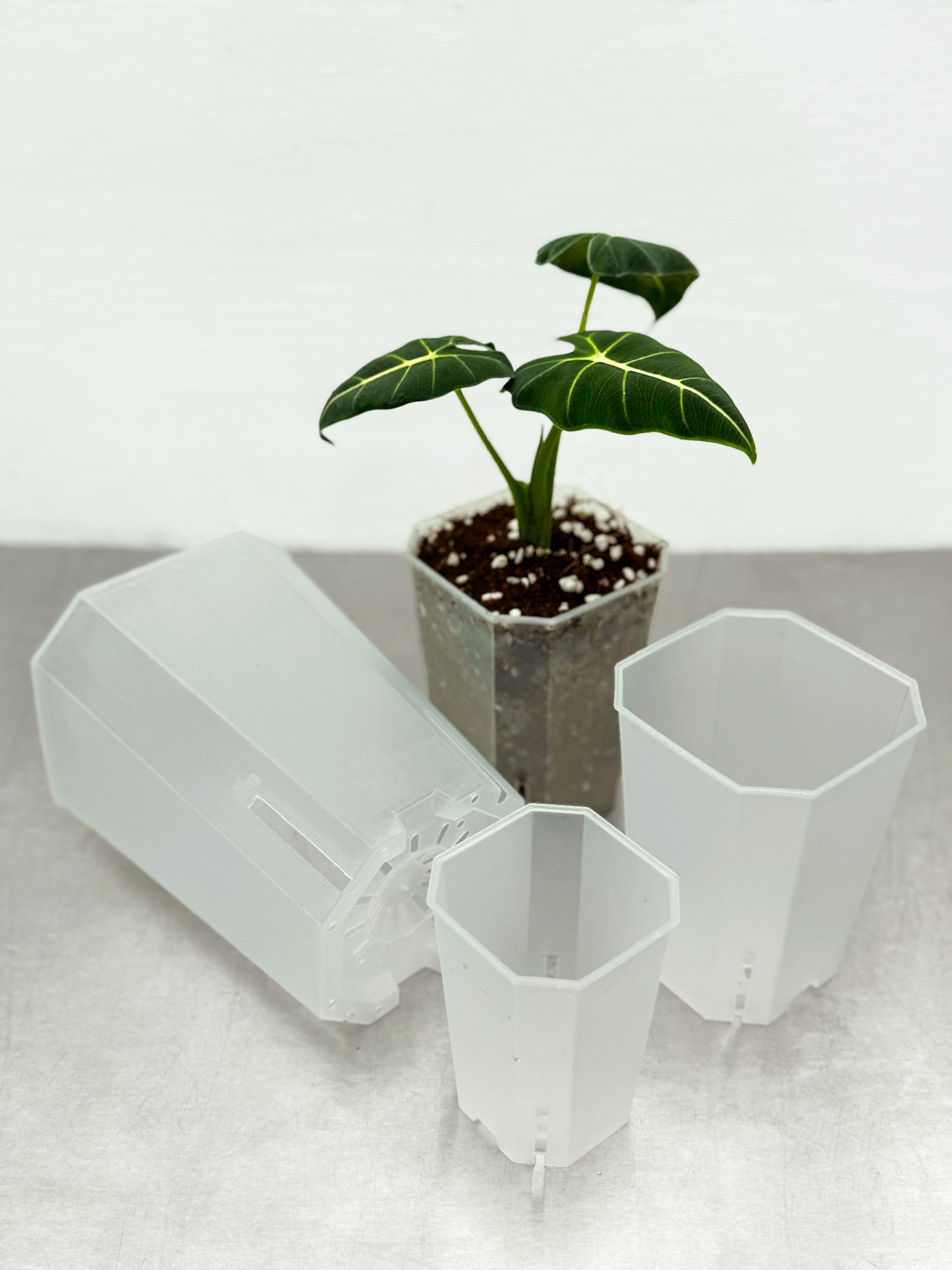 Transparent planter