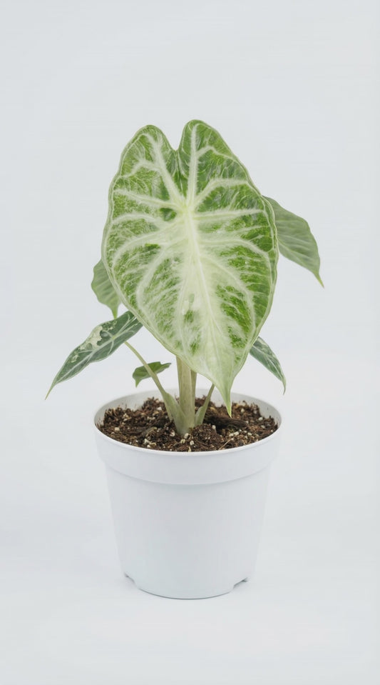 Alocasia Venom - Preorder