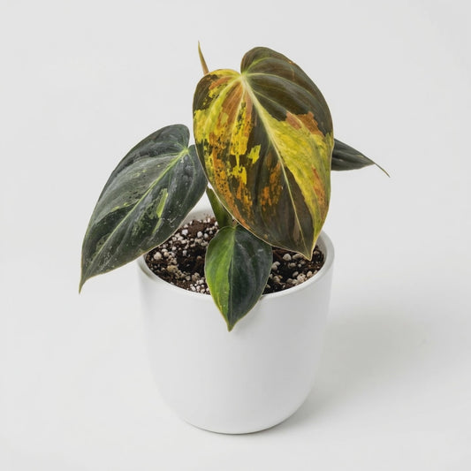Philodendron melanochrysum Variegata - Preorder