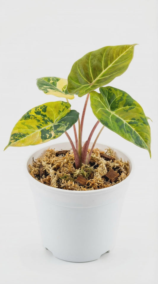 Alocasia Black Velvet Aurea Gold - Preorder