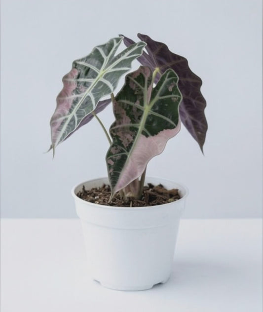 Alocasia Polly Pink Variegata - Preorder