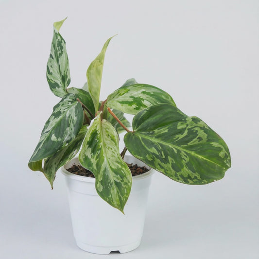 Philodendron gloriosum Snow Leopard Variegata - Preorder