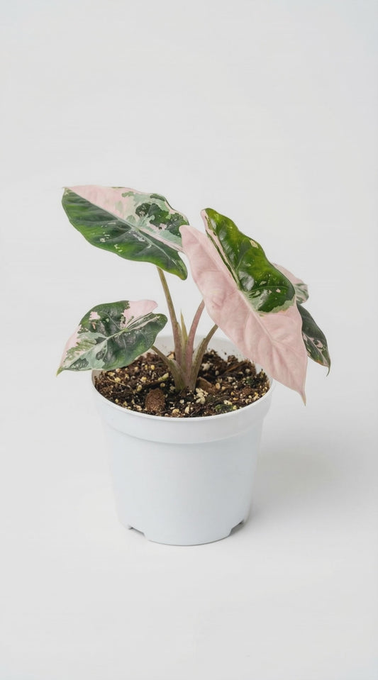Alocasia chantrieri pink varigata  - Preorder