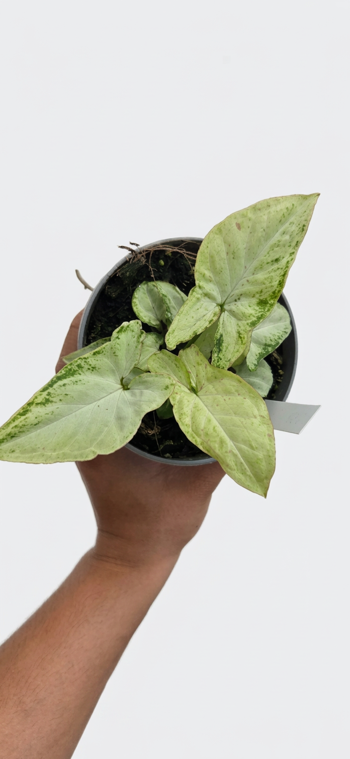 Syngonium podophyllum Milk Confetti