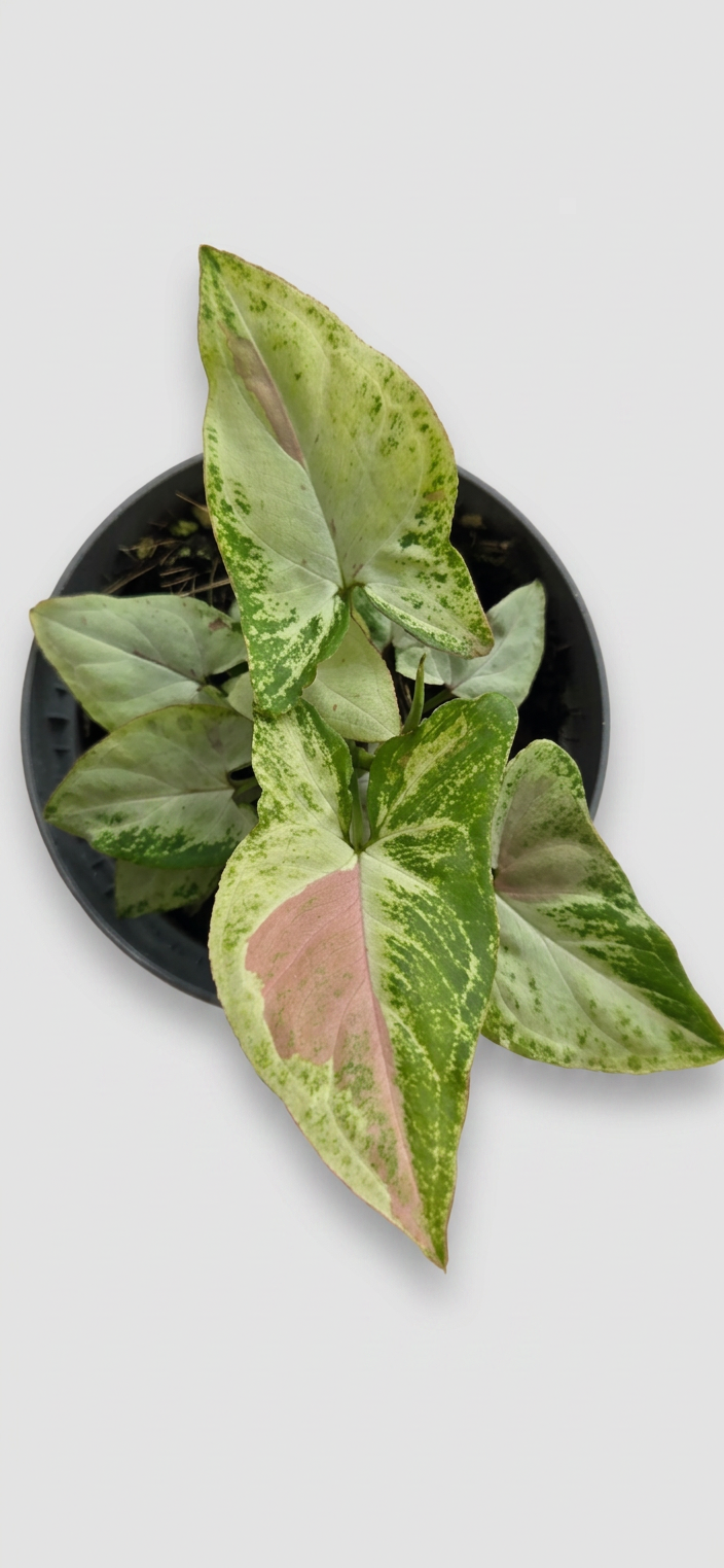 Syngonium podophyllum Milk Confetti