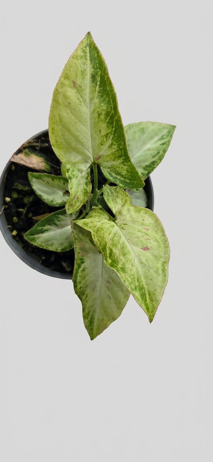 Syngonium podophyllum Milk Confetti