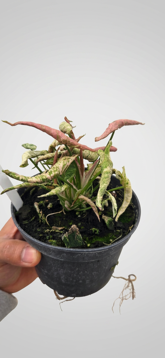 Syngonium Pink Rolli