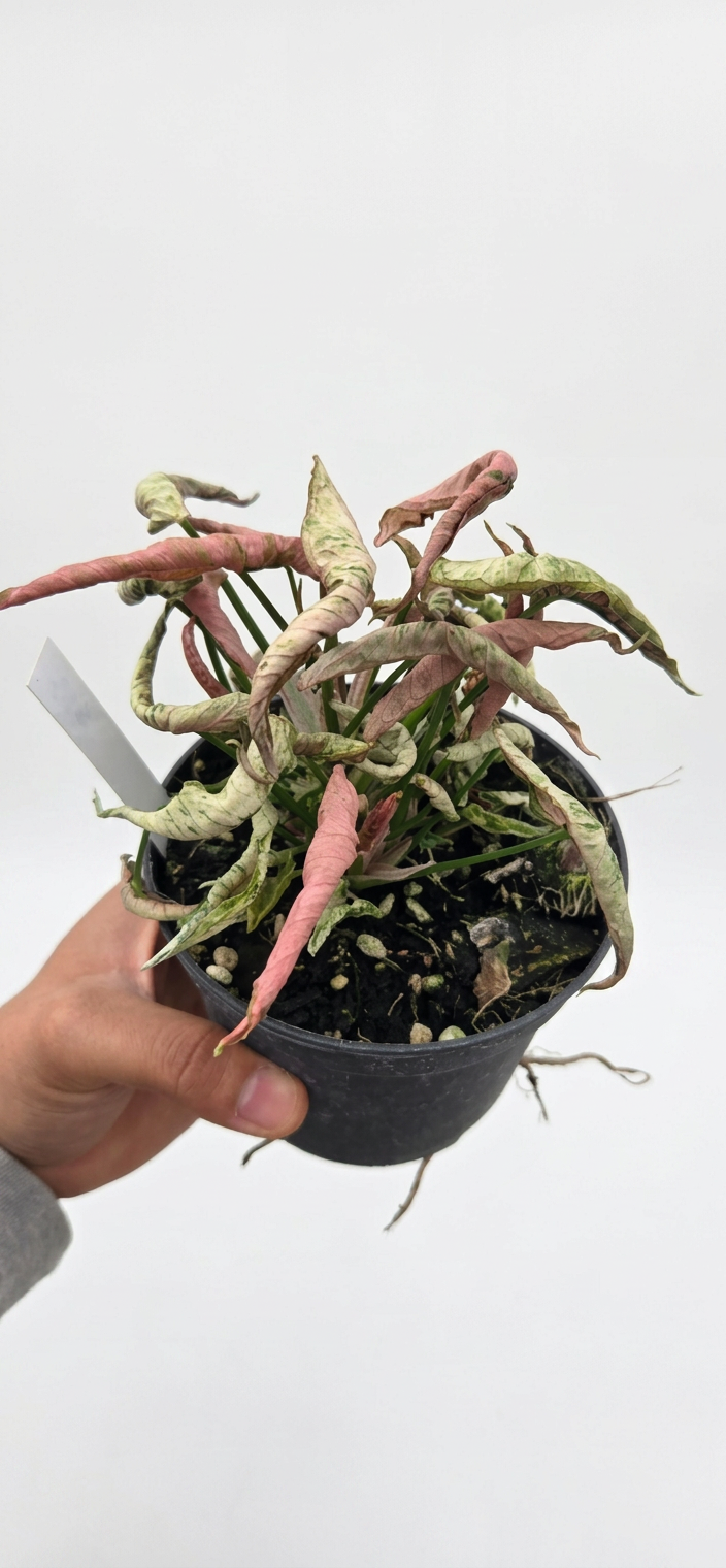 Syngonium Pink Rolli
