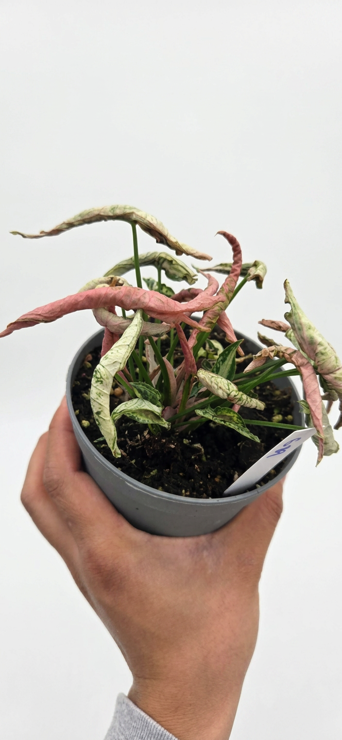 Syngonium Pink Rolli