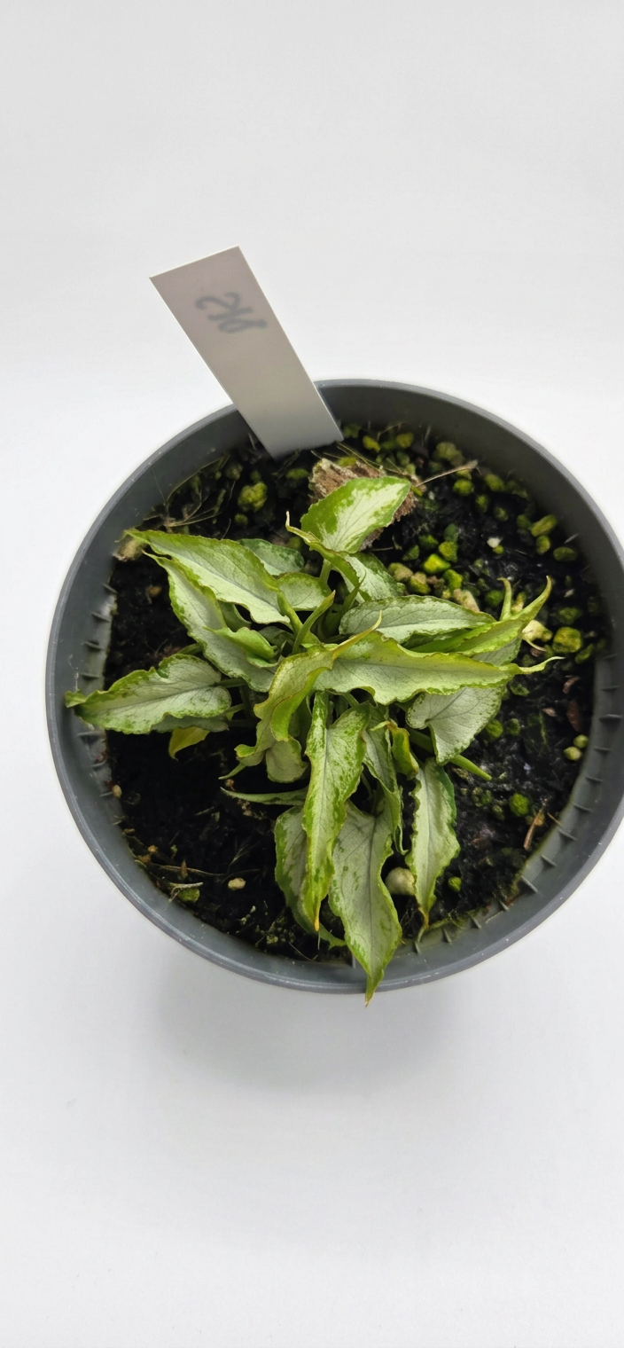 Syngonium podophyllum Silver Fox