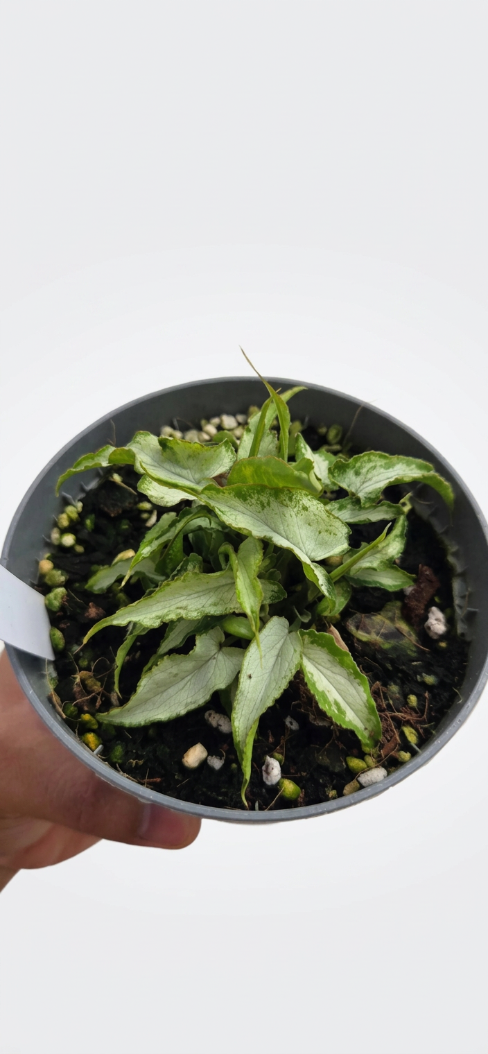 Syngonium podophyllum Silver Fox