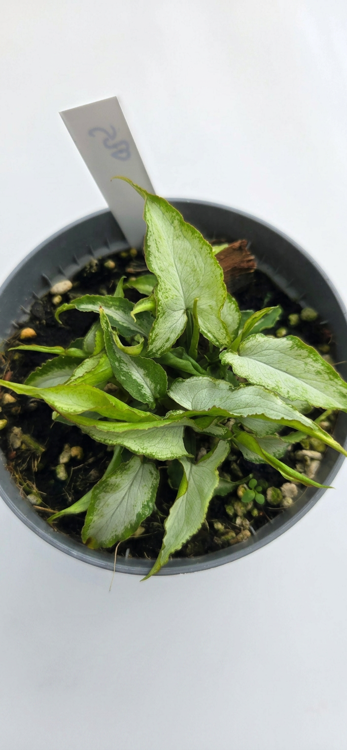 Syngonium podophyllum Silver Fox