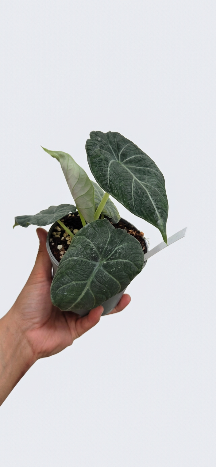 Alocasia Maharani