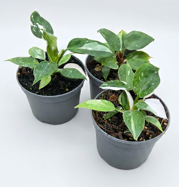 Philodendron White Trio Bundle – Princess, Wizard & Knight